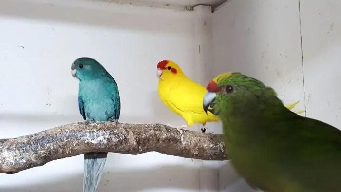 Ik zoek jonge vogels nog in de blok, Animaux & Accessoires, Oiseaux | Perruches & Perroquets, Domestique