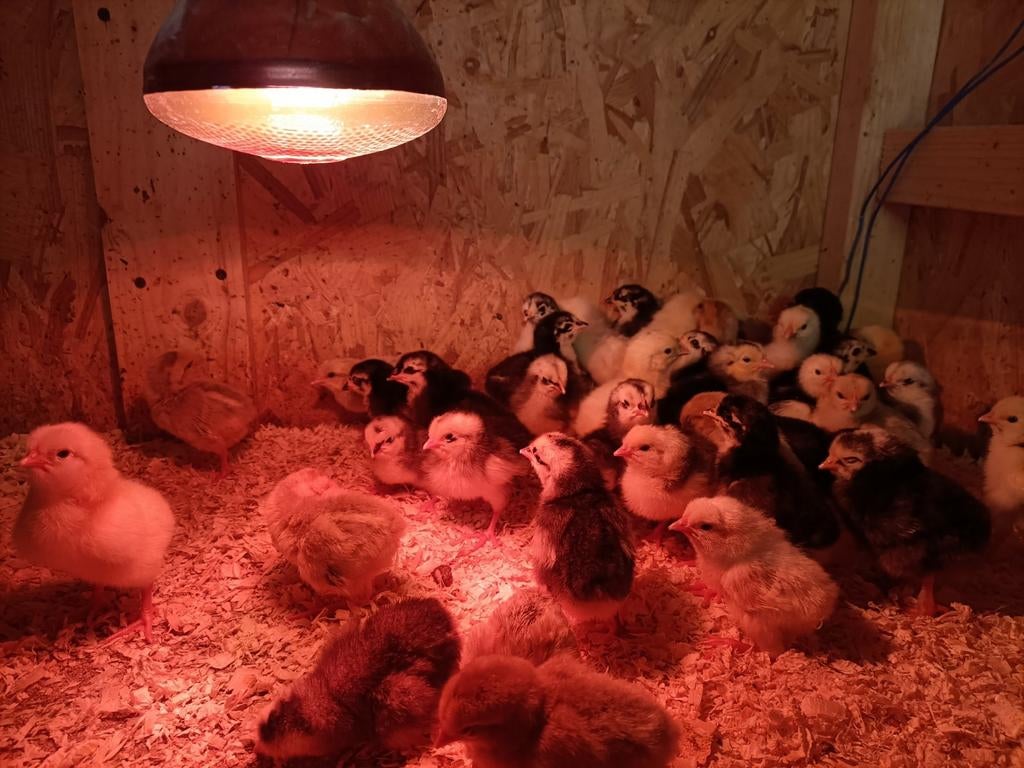 Kuikens, Dieren en Toebehoren, Ophalen