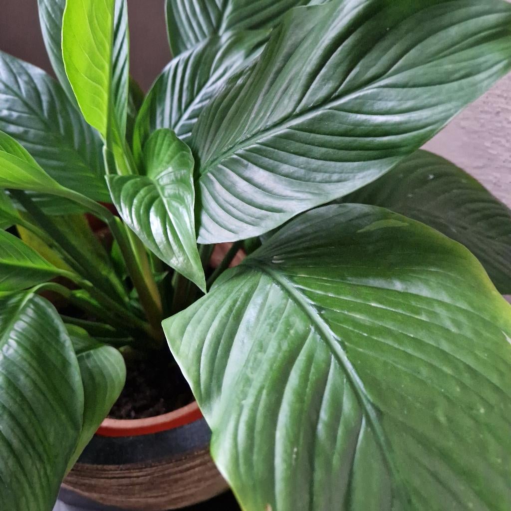 kamerplanten, Enlèvement