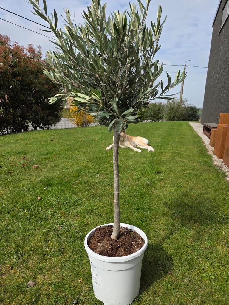Olijfboom Olea Europaea, Ophalen, Olijfboom