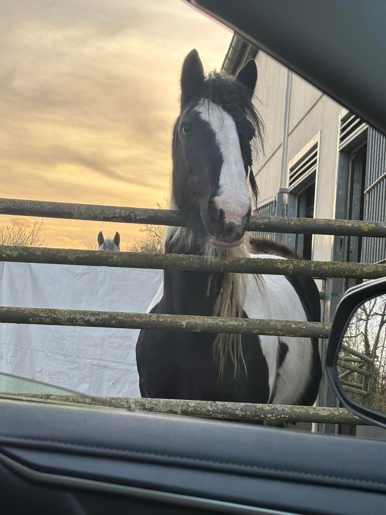 Brave tinker merrie, Dieren en Toebehoren, Minder dan 160 cm, Niet van toepassing, 11 jaar of ouder, Recreatiepaard