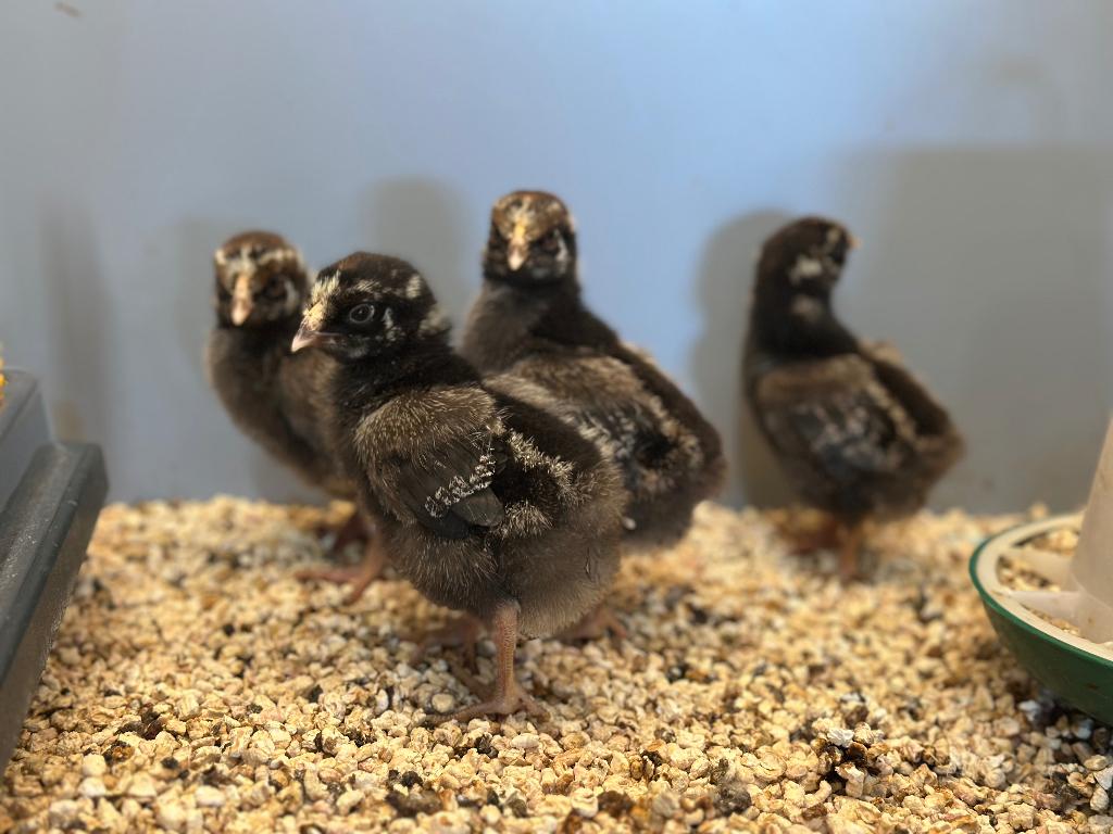 Jonge tamme Wyandotte kuikens gesekst & ingeënt, Dieren en Toebehoren, Vrouwelijk, Kip