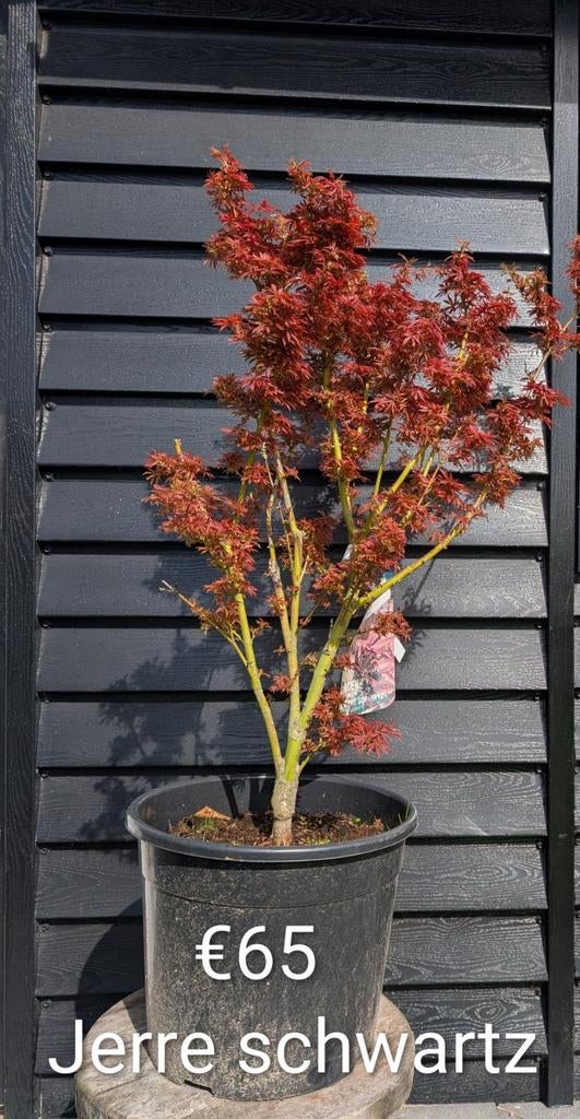 Acer palmatum Jerre schwartz, Tuin en Terras, Planten | Bomen, Ophalen