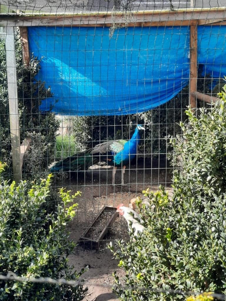 Blauwe pauw man, Dieren en Toebehoren, Mannelijk