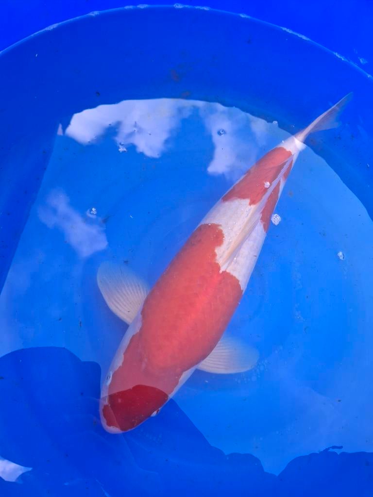 Japanse koi, Dieren en Toebehoren, Vissen | Vijvervissen, Karper of Koi