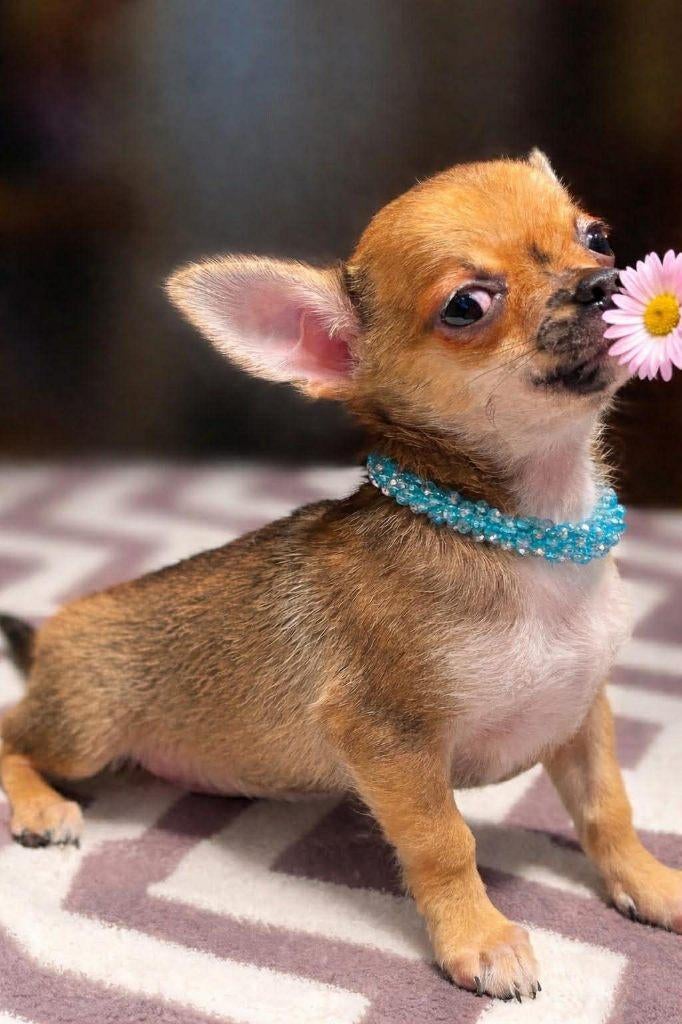 Chihuahua-pups mooi mini raszuiver zeer mooi kleintjes, 8 à 15 semaines, Plusieurs, Éleveur | Loisir, Chihuahua