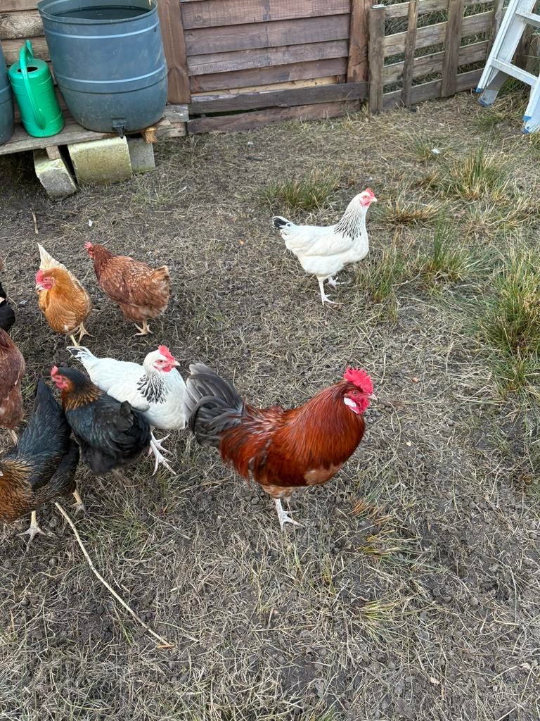 Broedeieren kippen – ISA Brown/Sussex /Harco mix ( kruising), Dieren en Toebehoren, Geslacht onbekend, Kip