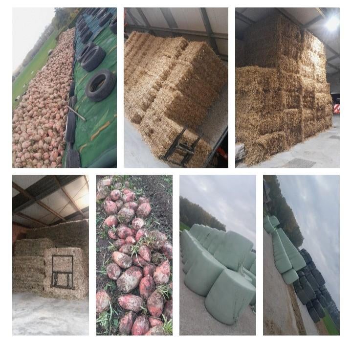 Voederbieten Mais mks hooi stro voordroog, Zakelijke goederen, Ophalen