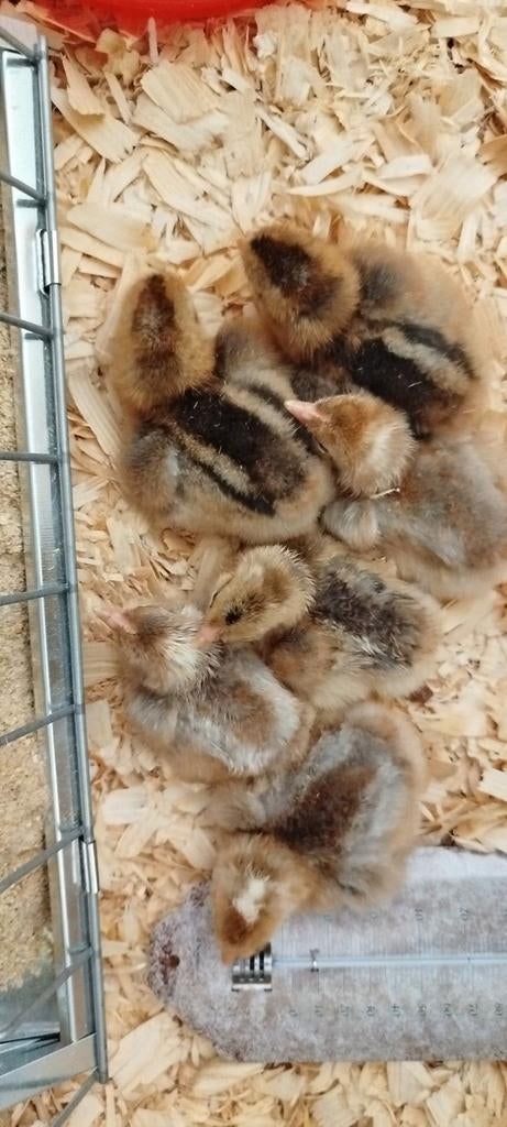 Haantjes cream legbar 04-03 geboren, Mâle, Poule ou poulet