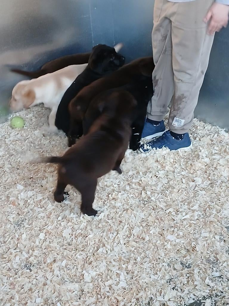 Chiots Labrador noir/beige/marron, Animaux & Accessoires, 8 à 15 semaines, Labrador retriever, Plusieurs, Éleveur | Loisir