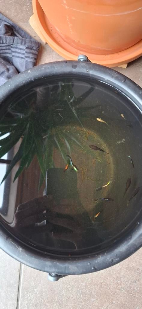 Gratis guppies te geef, Enlèvement