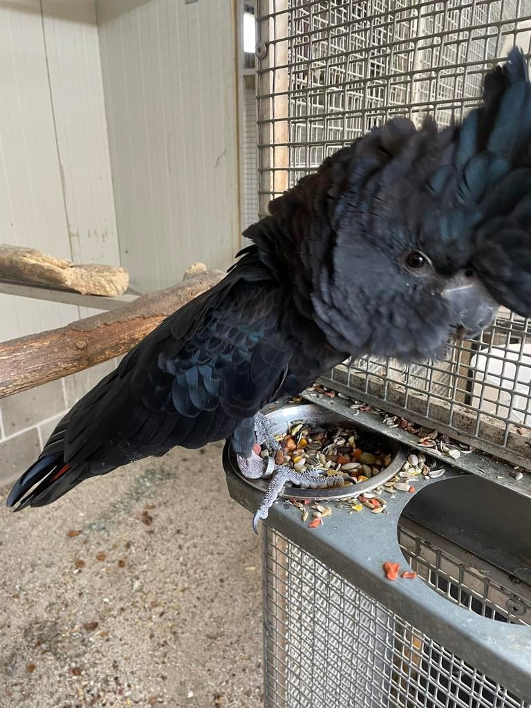 Zwarte roodstaart kaketoe, Mannelijk, Papegaai, Geringd