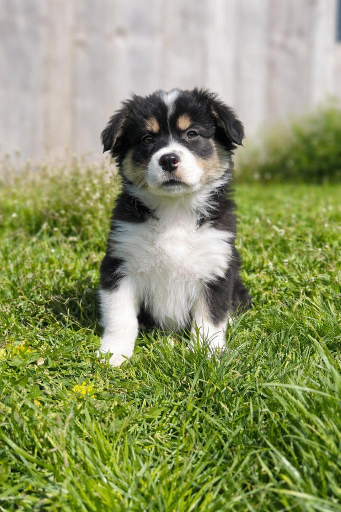 Knappe border collie pups, Parvo, België, 8 tot 15 weken, Collie