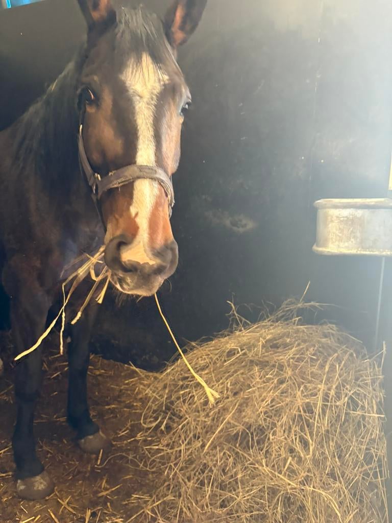 TE KOOP SPORTPAARD, Animaux & Accessoires, Chevaux, Jument, Z, 165 à 170 cm, 3 à 6 ans, Cheval de saut, Avec pedigree, Avec puce électronique