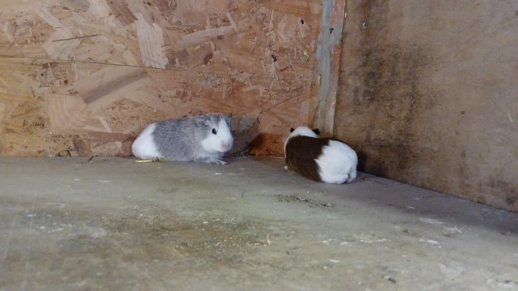 Prachtige jonge cavia's, Février, Plusieurs animaux, Cobaye