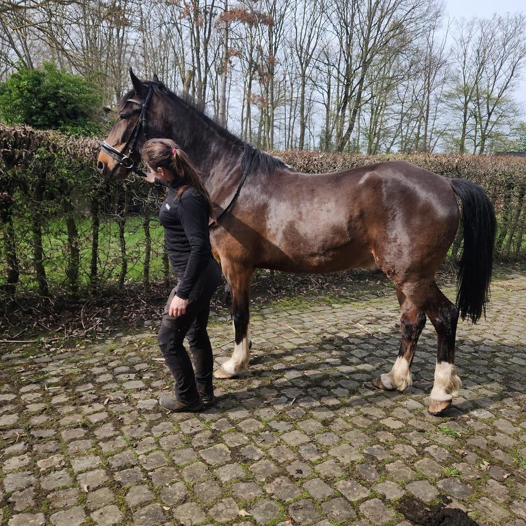 Hackney ruin met stamboek- volleerd., Dieren en Toebehoren, Paarden, Ruin