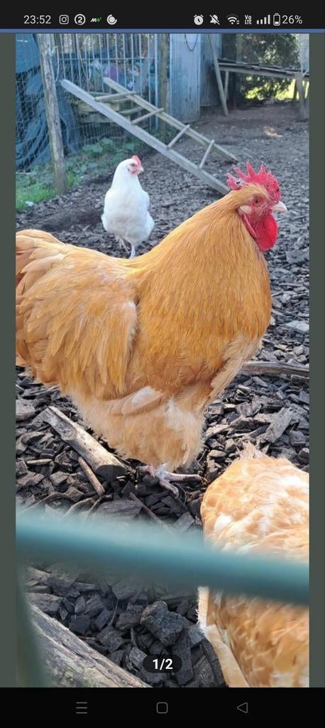 Orpington buff haantje 1 jaar oud