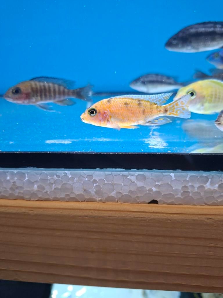 Cichlides malawi aulonocara ob, Animaux & Accessoires