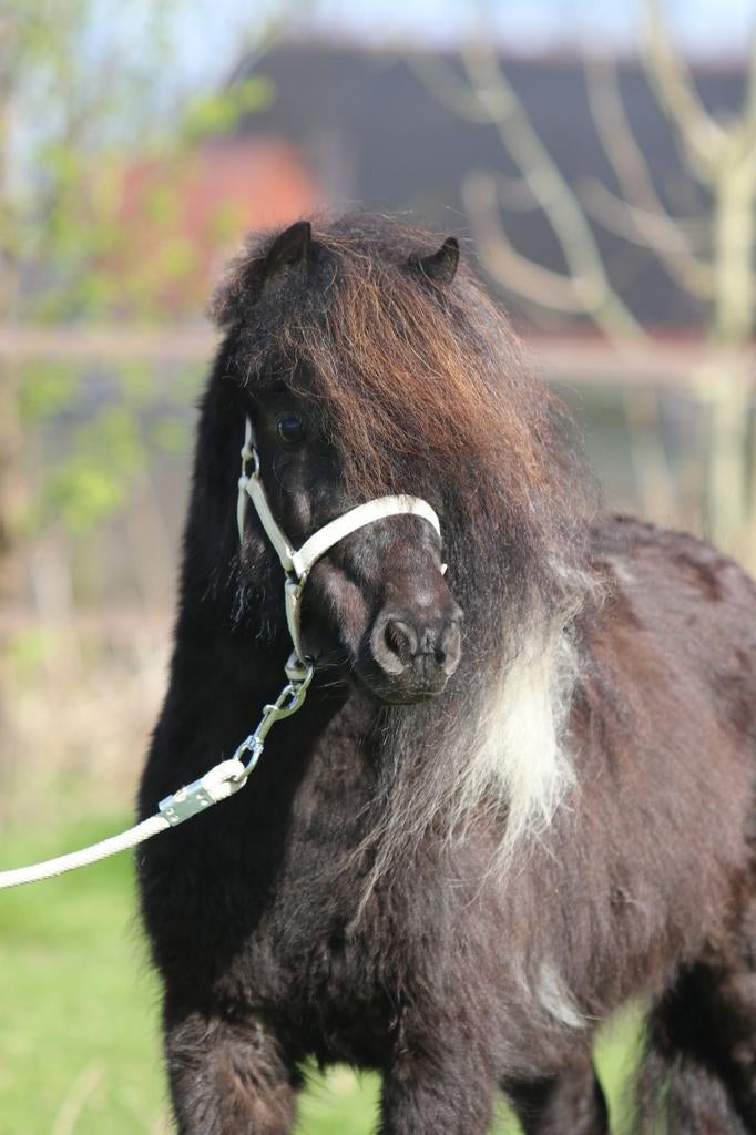 Prachtige Shetland stamboek merrie, Dieren en Toebehoren, Pony's, Merrie