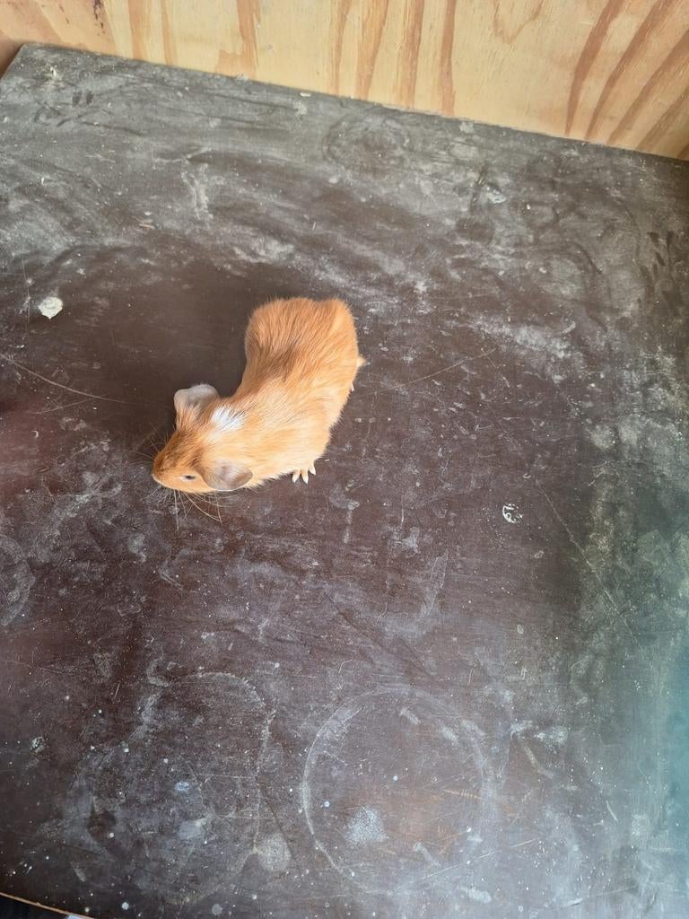 Joli cochon d'Inde brun, Animaux & Accessoires, Rongeurs, Mâle, Mars, Domestique, Cobaye