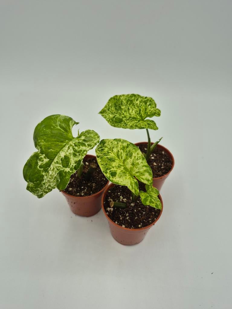 Syngonium Mojito, Huis en Inrichting, Ophalen of Verzenden