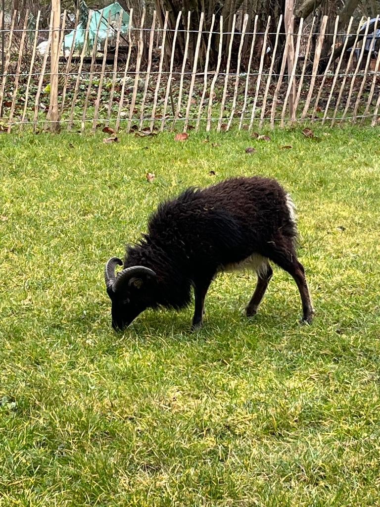 2 jeunes béliers Soay, Dieren en Toebehoren, Mannelijk, Schaap, 0 tot 2 jaar