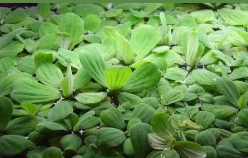 Pistia stratiotes – Mosselplant, Dieren en Toebehoren, Ophalen of Verzenden, Nieuw, Plant(en), Steen of Hout