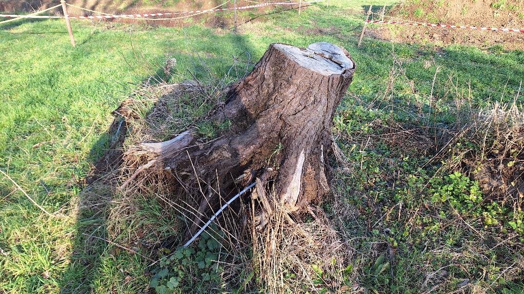 Boomstronken - Boomstobbe - stobbe - beeldhouwen, Tuin en Terras, Ophalen, Overige soorten