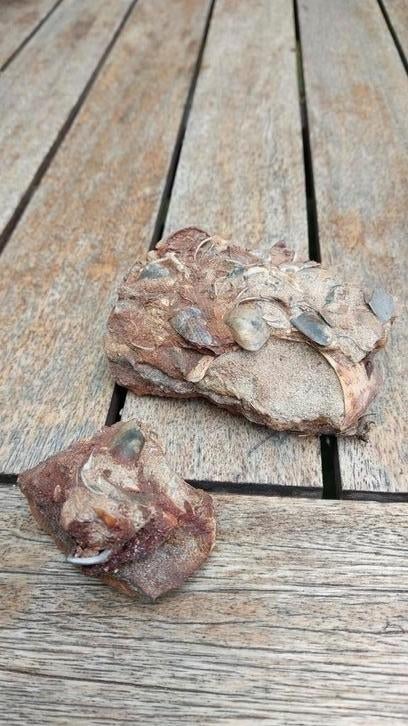 grès ferreux avec coquillages, Enlèvement ou Envoi, Coquillage(s)