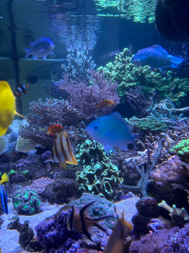 Allerlei koraal stekken beschikbaar, Overige typen, Zoutwatervis