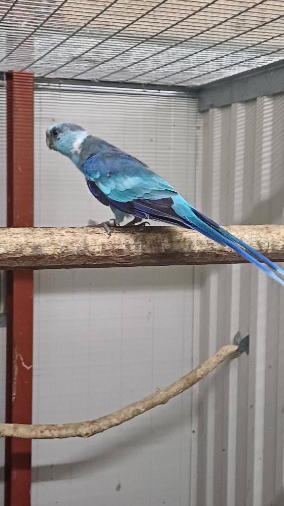 Te koop koppel blauwe barnard parkieten, Plusieurs animaux, Perruche