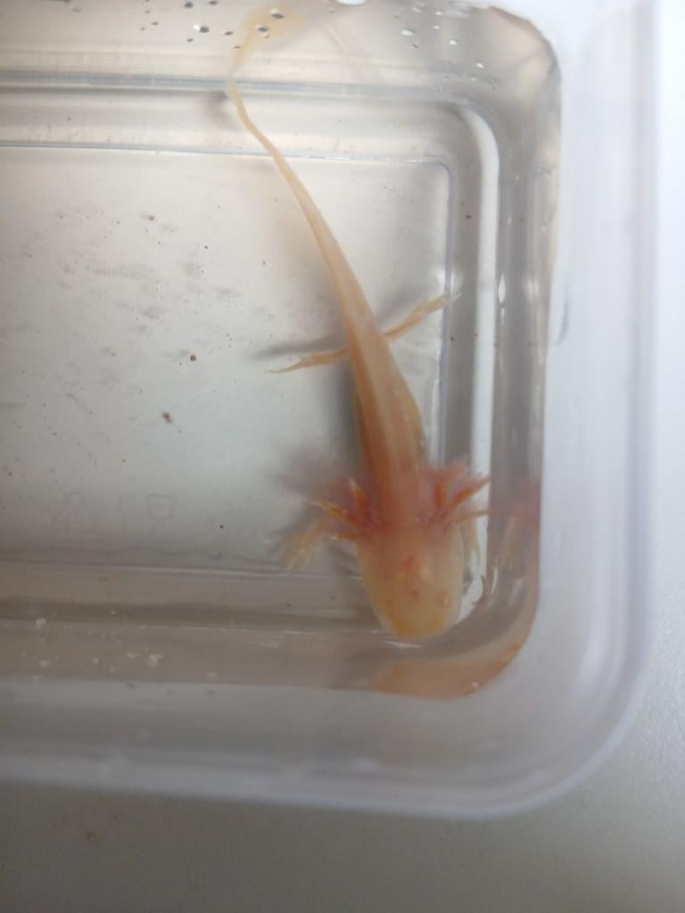 Axolotls, Enlèvement