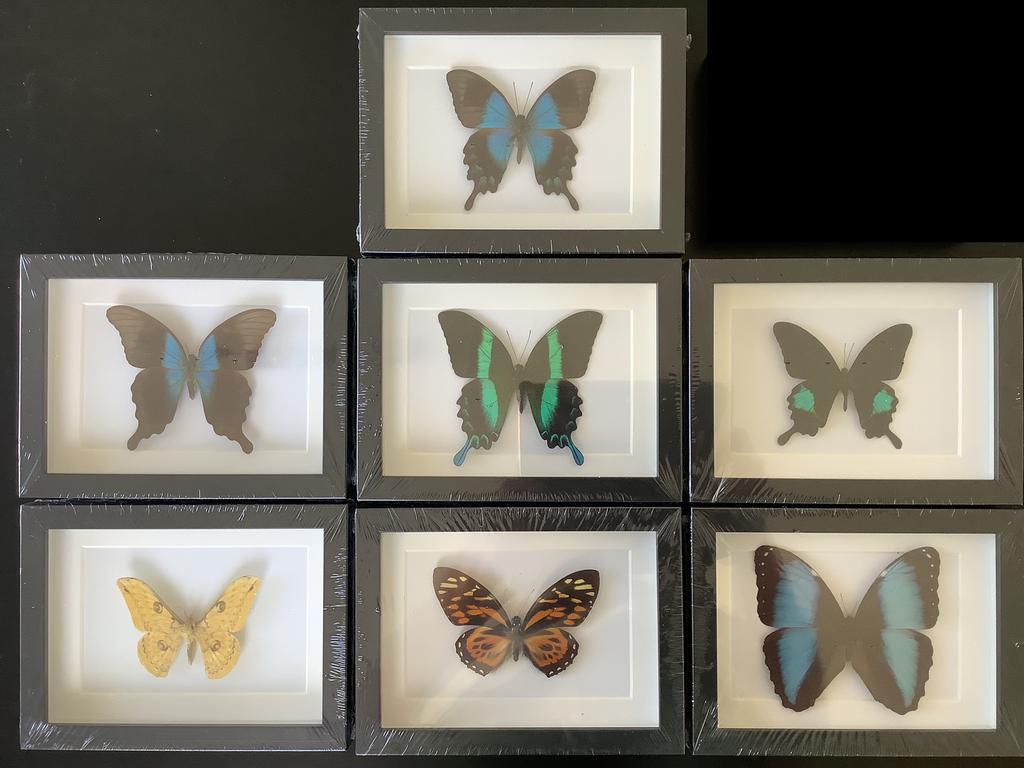 3D lijsten met tropische VLINDERS, 25 € / KADER, Ophalen of Verzenden, Nieuw