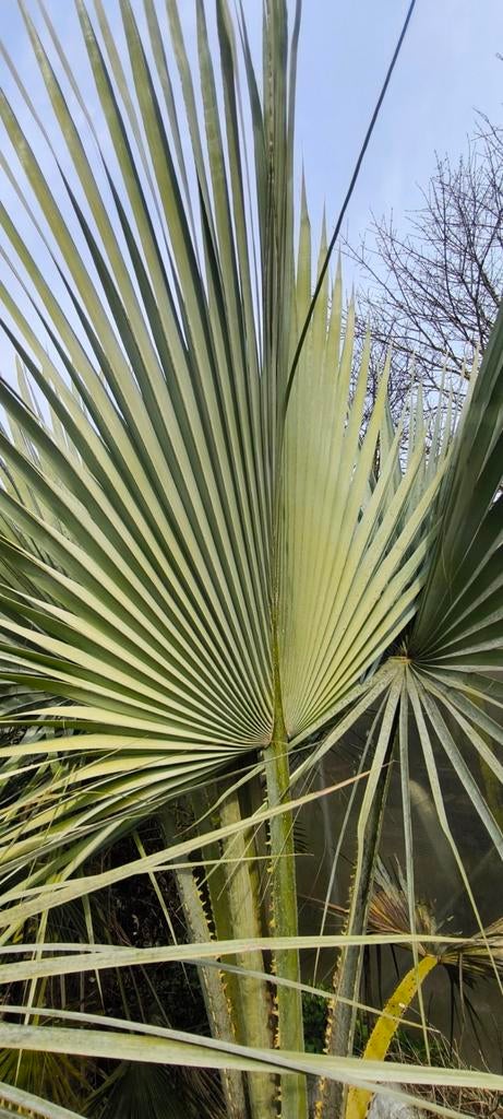 Brahéa Armata, Jardin & Terrasse, Plantes | Arbres, Enlèvement