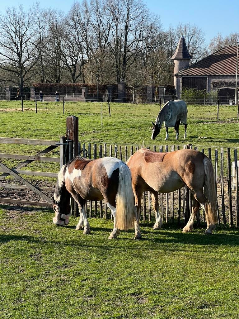 Ruitertje of amazone gezocht, Merrie, M, A pony (tot 1.17m), Gechipt