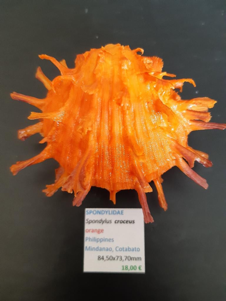 Spondylidae 1, Verzamelen, Mineralen en Fossielen, Schelp(en), Ophalen of Verzenden