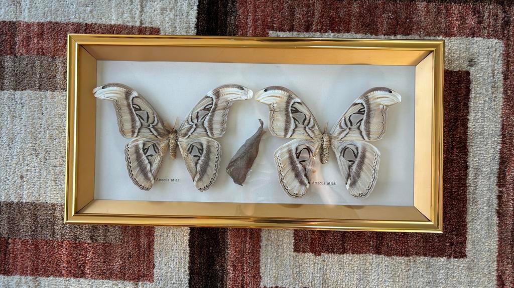 Vintage kader 2 vlinders Atlasvlinder lichte variant, Ophalen