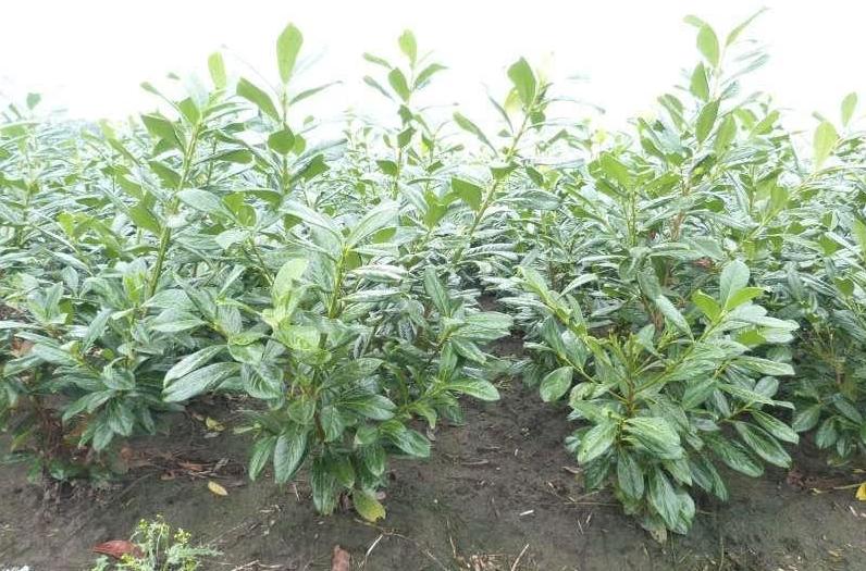 Prunus Laurocerasus ' Novita ' Laurier, Jardin & Terrasse, Plantes | Arbustes & Haies, Haie, Laurier, Enlèvement