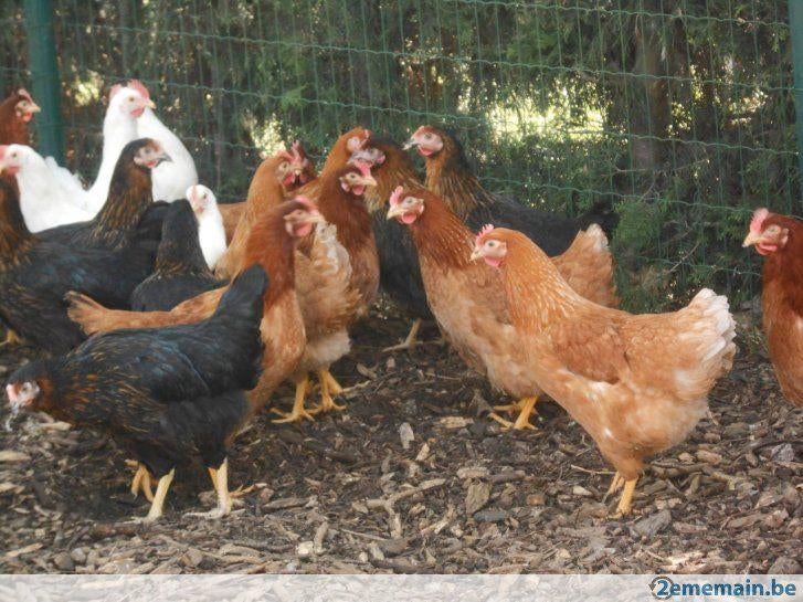 legkippen in verschillende kleuren, Dieren en Toebehoren, Pluimvee, Vrouwelijk, Kip