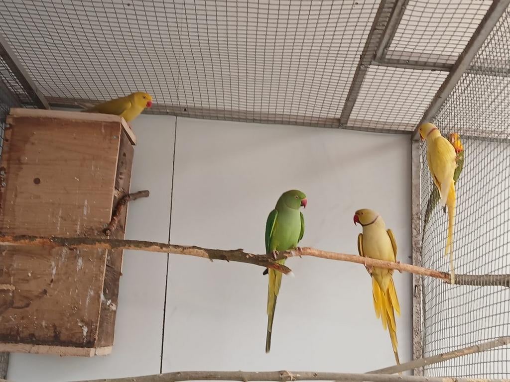 2 kweekkoppels halsbanden