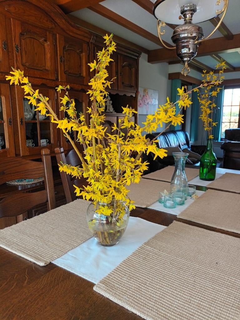 Forsythia of Chinees klokje, Jardin & Terrasse, Enlèvement
