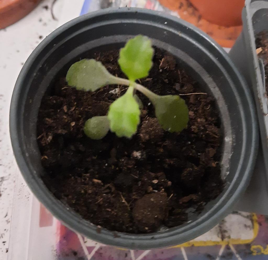 Mother of thousand, Maison & Meubles, Plantes d'intérieur, Plante succulente, En pot, Moins de 100 cm, Enlèvement