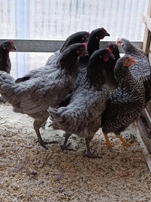 poulets gris bleu de landes et coucou hollandais 0499/082381, Animaux & Accessoires, Femelle, Poule ou poulet