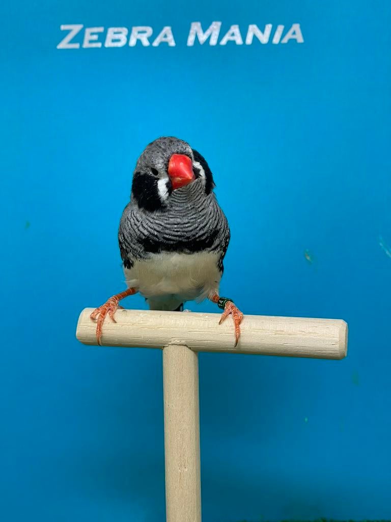 Zwartwang zebravink man, Animaux & Accessoires, Oiseaux | Oiseaux Autre, Oiseau tropical, Mâle, Bagué