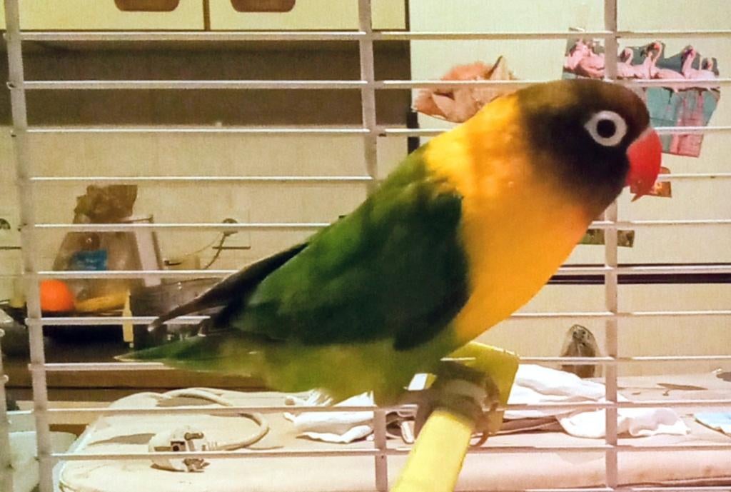 Agaporide, Dieren en Toebehoren, Vogels | Parkieten en Papegaaien, Dwergpapegaai of Agapornis, Tam