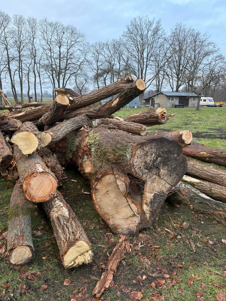 Brandhout te koop, 6 m³ ou plus, Enlèvement, Troncs d'arbres