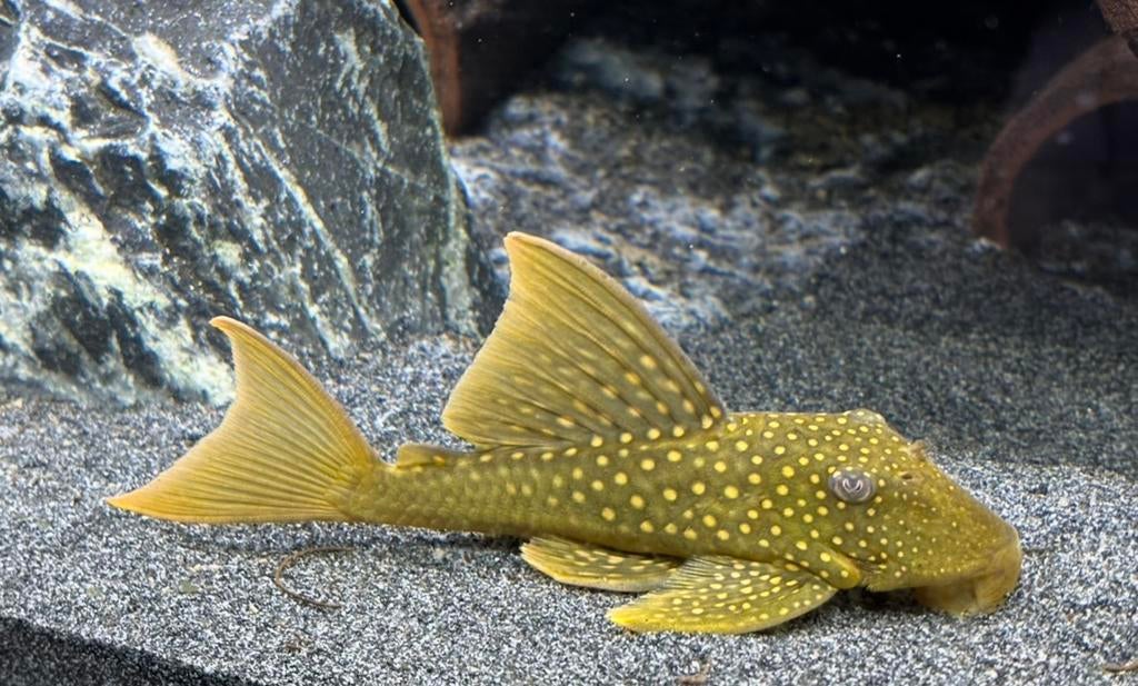 L200A High Fin Green Phantom Pleco 3 stuks samen 250€, Ophalen