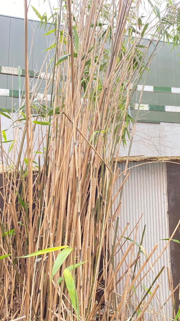 GRATIS bamboe stokken (eventueel met wortels), Ophalen, Vaste plant, Overige soorten