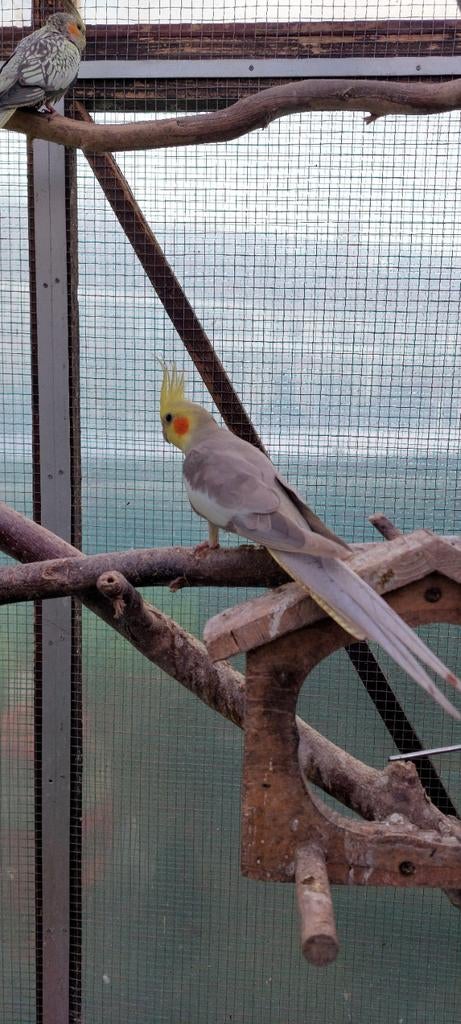 Cinnamon geslachtsrijp man