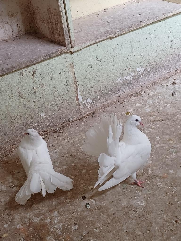 Sierduiven: Pauwstaarten en Amerikaanse pauwstaarten